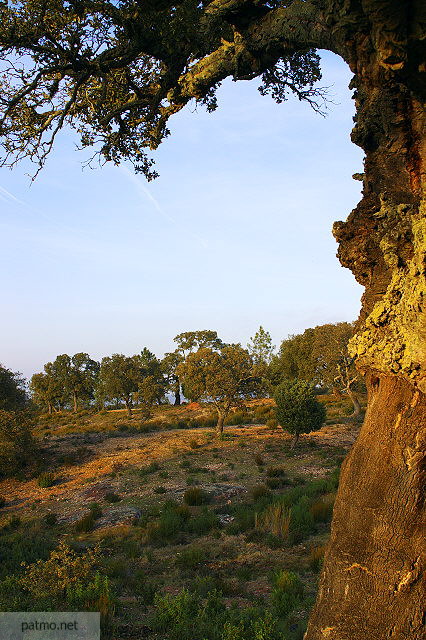 photo de chene liege