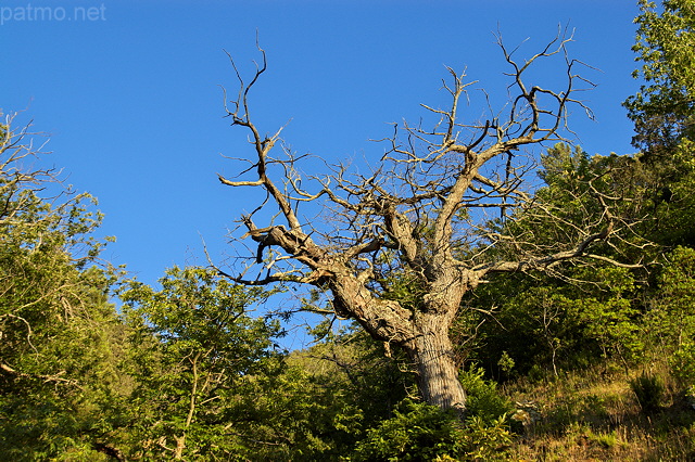 Image de chtaignier dans la fort du Massif des Maures