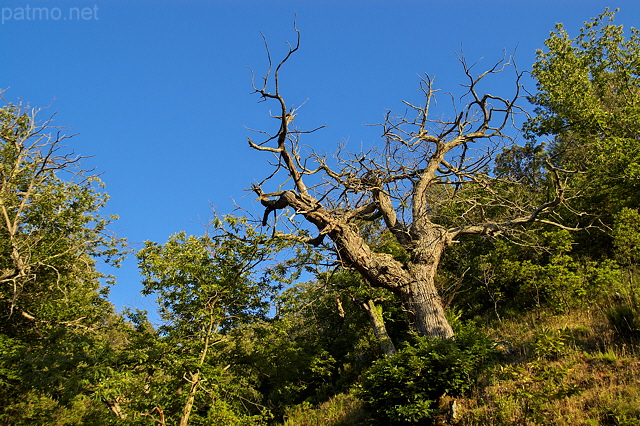 Photo de chtaignier dans la fort du Massif des Maures