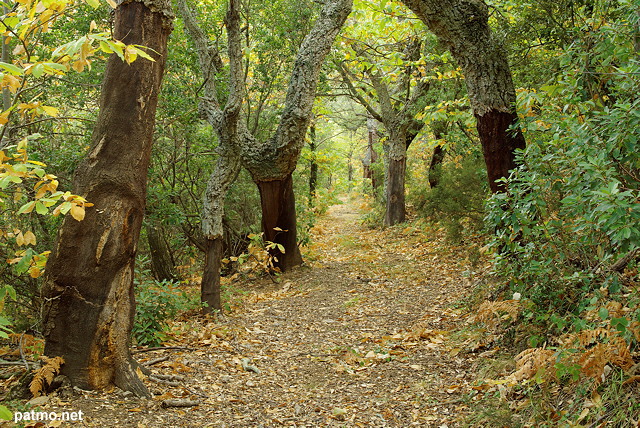 Photo de la foret des maures en automne