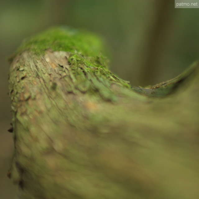 Image of the branch of an arbutus tree