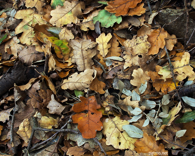 Photo de feuilles d'automne sur le sol de la forêt du Massif des Maures