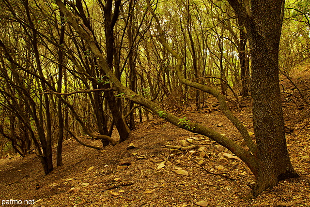 Photo de forêt en automne dans le Massif des Maures