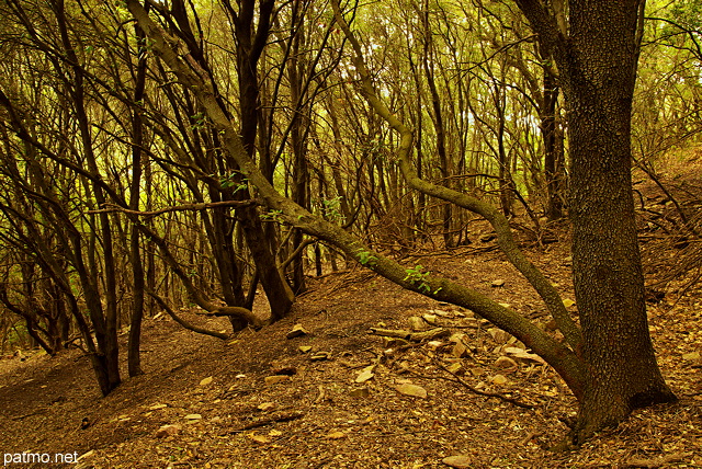 Photo de fort en automne dans le Massif des Maures