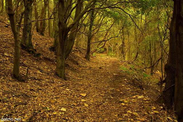 Image de la foret de la chartreuse de la verne