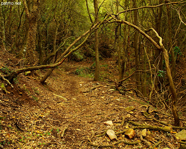 Photographie de la foret de la chartreuse de la verne