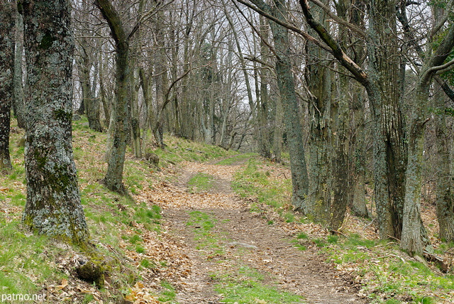 Photographie d'un chemin  travers la fort du Massif des Maures