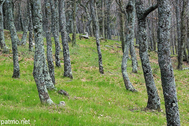 Image de la fort du Massif des Maures au printemps