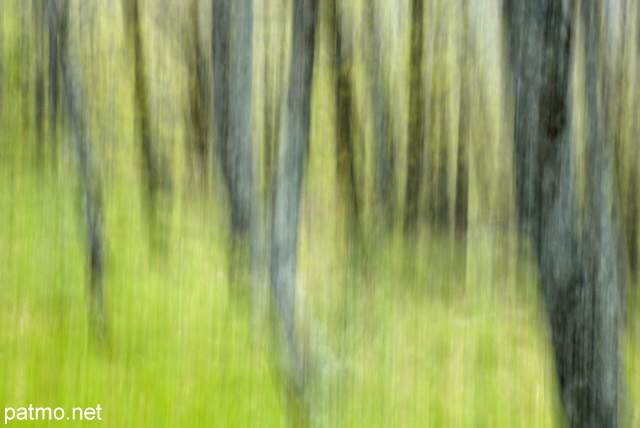 Photographie abstraite d'une forêt de chênes dans le Massif des Maures
