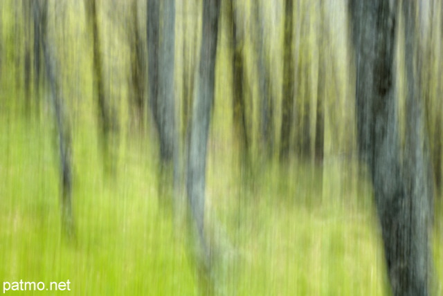 Photographie abstraite d'une fort de chnes dans le Massif des Maures