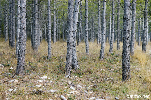 Photo d'une fort de conifres dans la valle d'Agnielles - Hautes Alpes