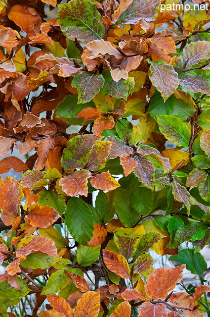 Photo de feuillage en automne dans les Hautes Alpes