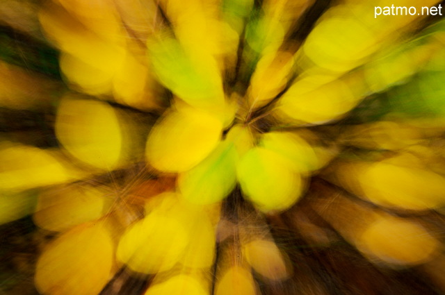 Image de feuilles d'automne dans la fort des Hautes Alpes