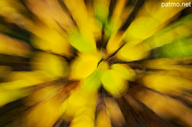 Photo de feuilles d'automne dans la fort des Hautes Alpes