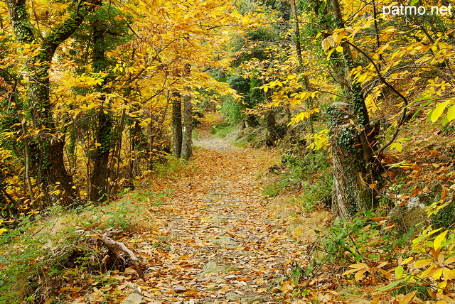 Photo d'un chemin d'automne dans la forêt du Massif des Maures