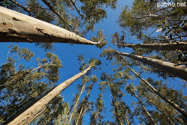 Photo d'une fort d'eucalyptus en Haute Corse