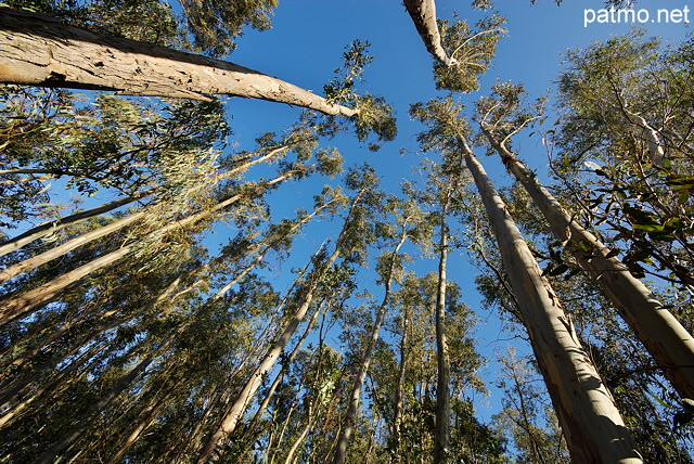 Photograph of eucalyptus trees in North Corsica forest