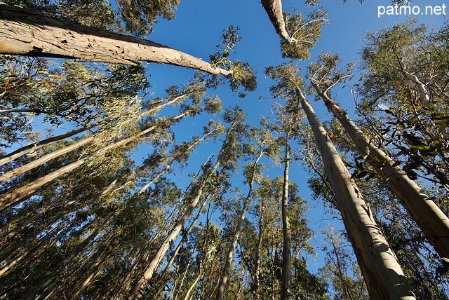 Photographie d'eucalyptus dans la fort de Haute Corse