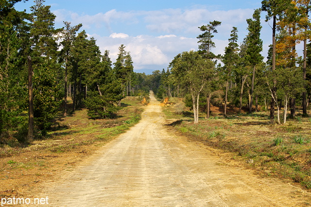 Photo d'une piste d'exploitation forestière dans la forêt de Casabianda en Haute Corse