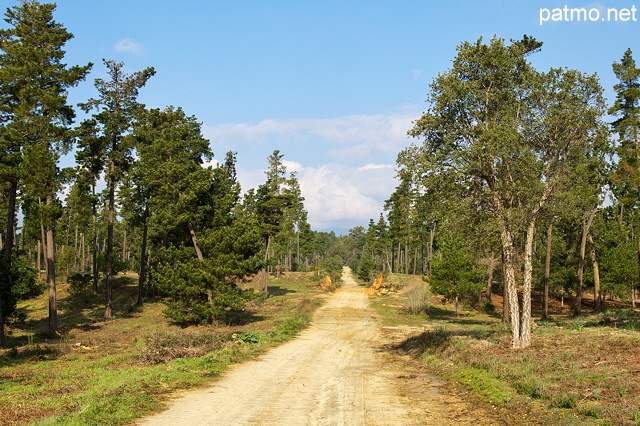Image d'une route forestière à travers la forêt de Casabianda en Haute Corse