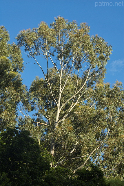 Photographie d'eucalyptus dans le Massif des Maures