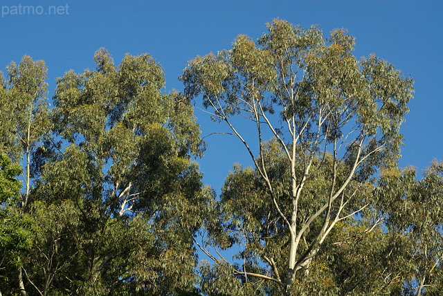 Photo de houppiers d'eucalyptus dans la forêt du Massif des Maures