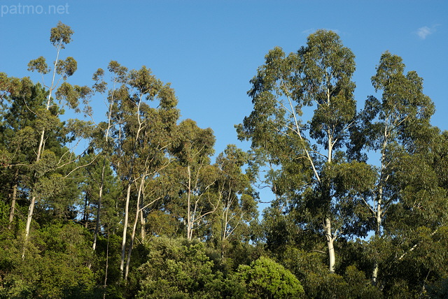 Image d'une fort d'eucalyptus dans le Massif des Maures