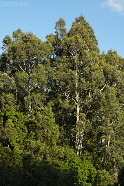 Photo d'eucalyptus dans le Massif des Maures