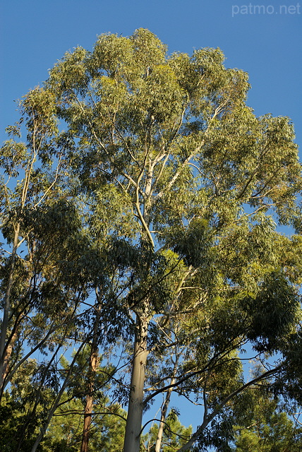 Photographie du houppier d'un eucalyptus dans la fort du Massif des Maures