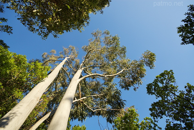Photo of eucalyptus trees in Provence forest