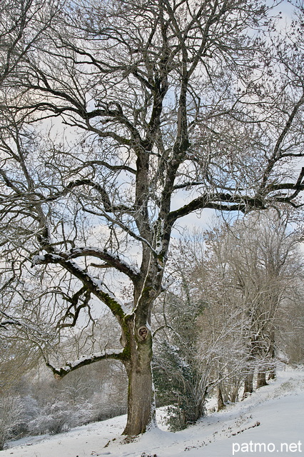 Photo d'un chne sous la neige sur la montagne du Vuache en Haute Savoie