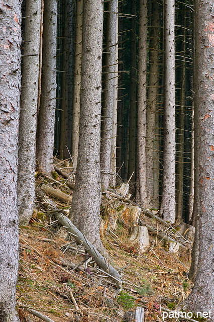 Photographie de troncs de conifres dans une foret de montagne en Haute Savoie