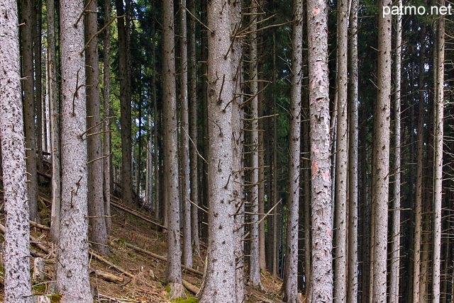 Photographie de troncs de conifres dans une fort de montagne en Haute Savoie