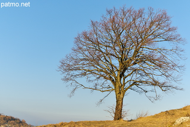 Photo d'un arbre solitaire sur fond de ciel bleu prs de Chaumont en Haute Savoie