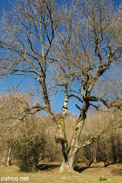 Photographie d'un chne en hiver sur la crte de la montagne du Vuache en Haute Savoie