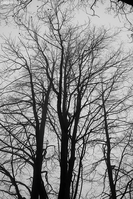 Image of trees silhouettes in the mist on Vuache mountain