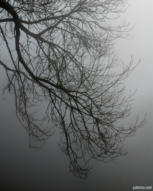Photographie de branches de chnes se dcoupant dans le brouillard.