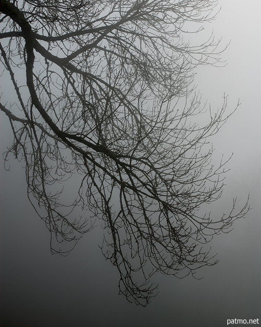 Image of branches in the mist