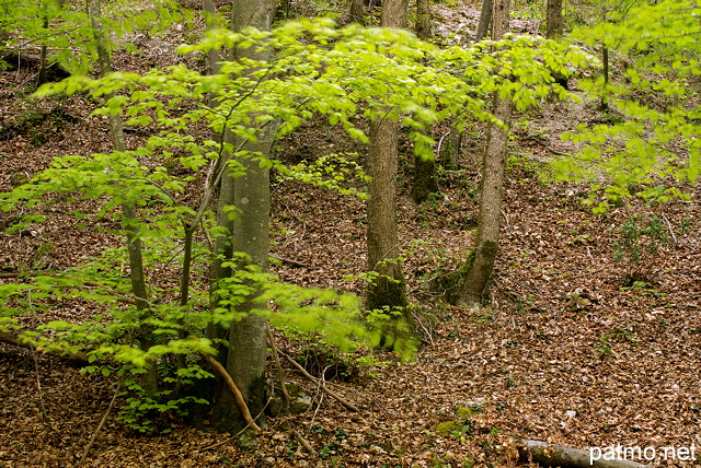 Photographie de feuilles agites par le vent dans la fort d'Arcine en Haute Savoie