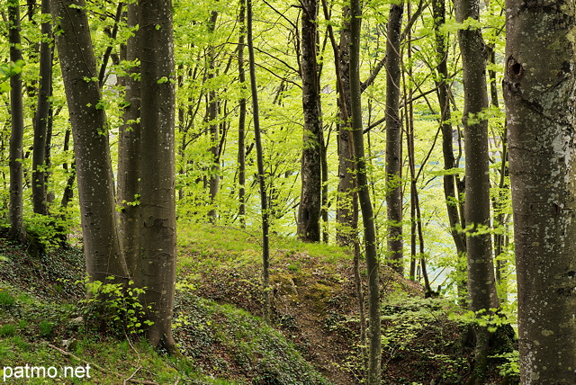 Photo de la fort au bord du Rhne autour d'Arcine en Haute Savoie