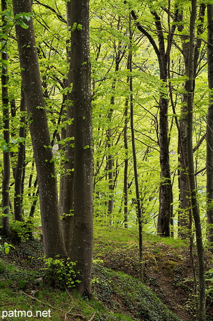 Image de la fort au bord du Rhne prs d'Arcine en Haute Savoie