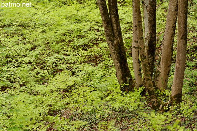 Image d'un sol forestier couvert de verdure au printemps - Arcine - Haute Savoie