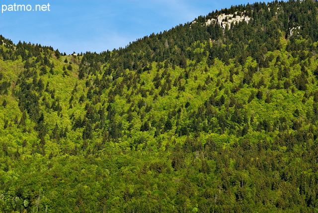 Photo de la fort de montagne de la Valserine avec un mlange de feuillus et de conifres