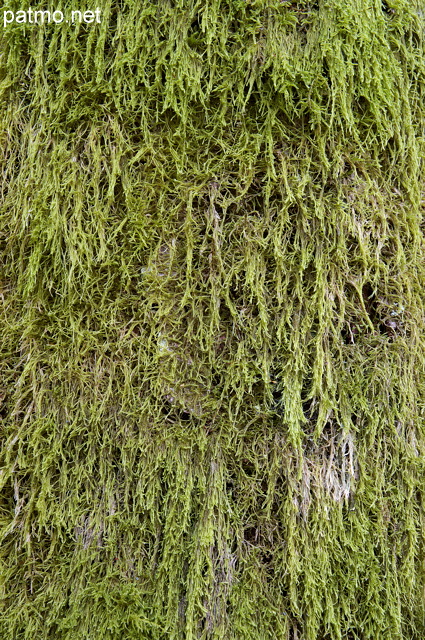 Détail d'un tronc recouvert de mousse dans la forêt de la Valserine