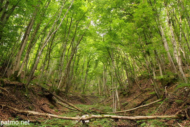 Photo de la fort du Massif des Bauges sur les bords de la rivire du Chran en Haute Savoie