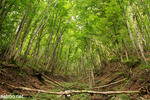 Photo de la fort du Massif des Bauges sur les bords de la rivire du Chran en Haute Savoie