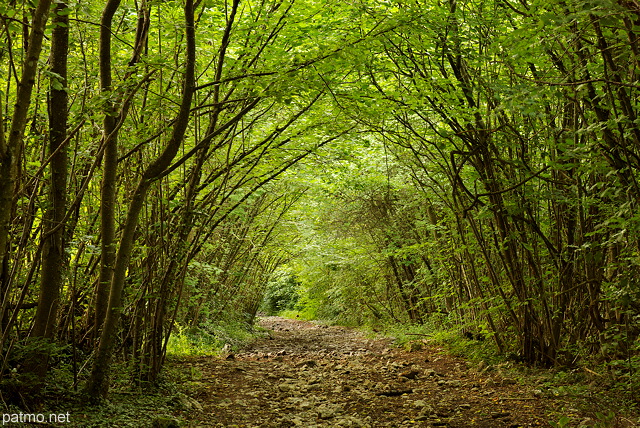 Photographie d'un chemin en sous bois en Haute Savoie