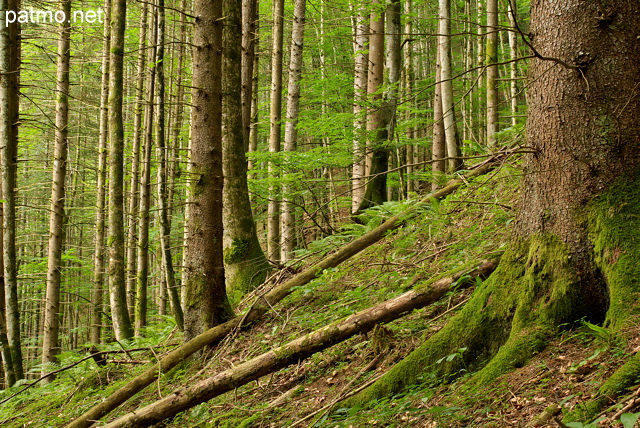 Photo d'arbres dans la fort de la Valserine au sein du Parc Naturel Rgional du Haut Jura