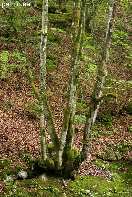 Photographie d'un arbre  plusieurs troncs dans la fort de la Valserine