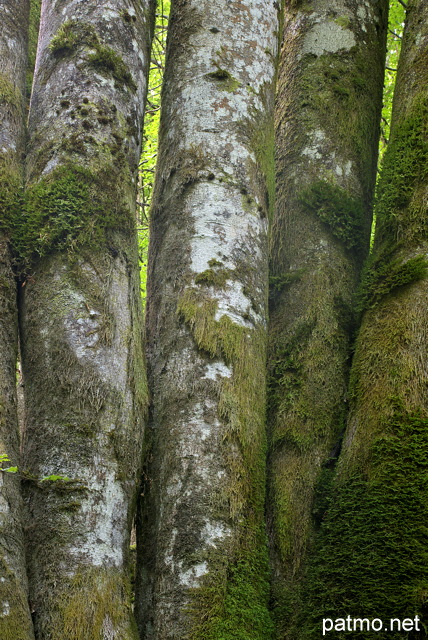 Image en gros plan de troncs moussus dans la forêt de montagne de la Valserine